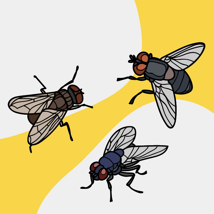 https://雷竞技下载链接官网appwww.explorizers.com/etobicoke/wp-content/uploads/sites/50/2022/10/Fruit-Flies.png